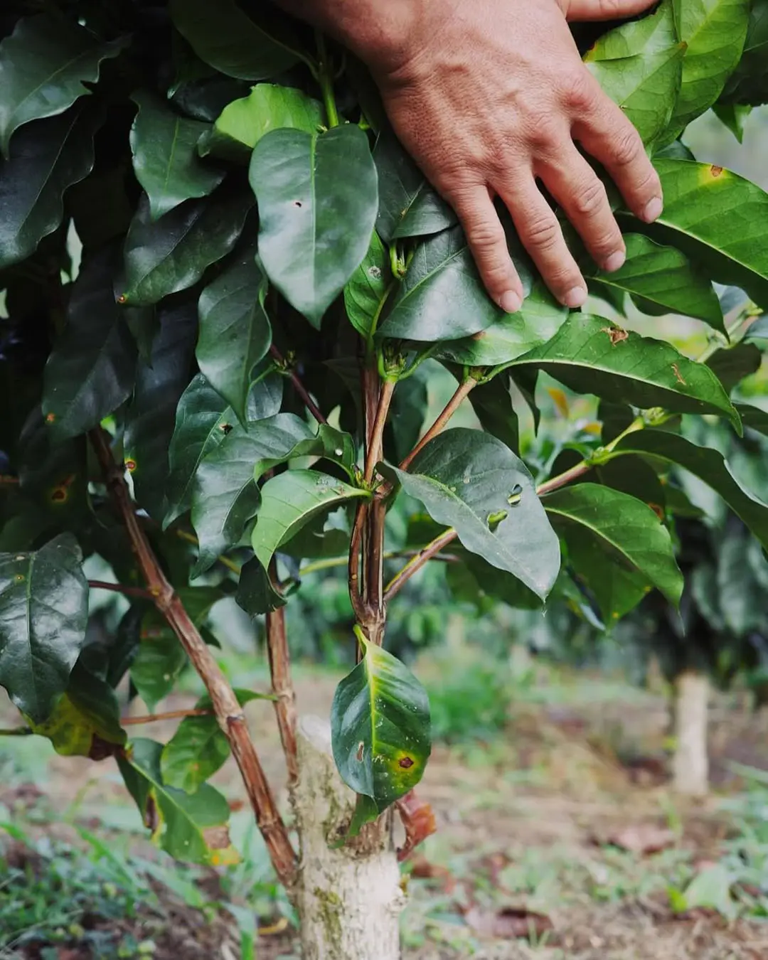 Brewed at the Roots: What It’s Like to Stay on a Coffee Plantation