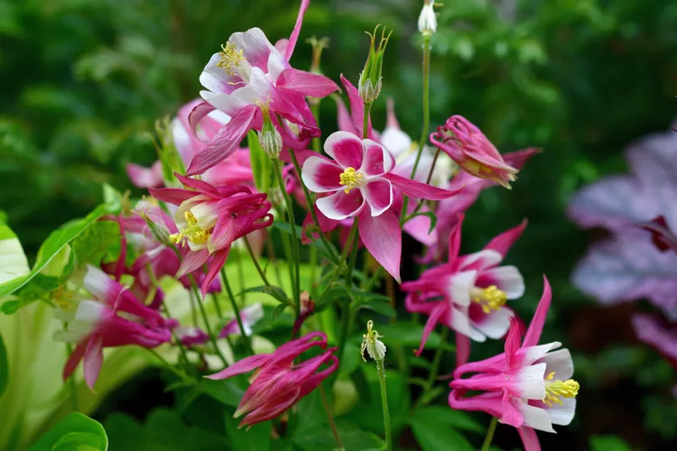 5 Plants to Skip This Summer (And Why They’ll Thank You